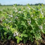 Desmodium