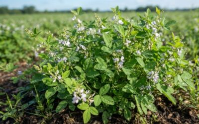 Desmodium