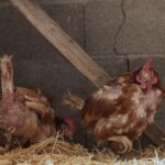 maladie poule
