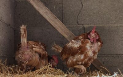 maladie poule
