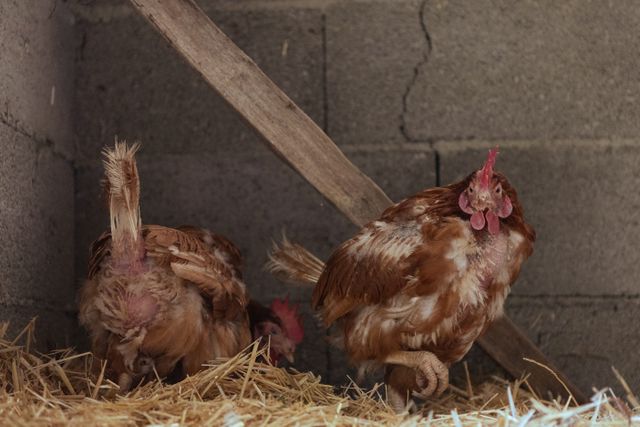 maladie poule